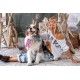 chapeau Brux in Sweetie Magnolia Pearl - 22