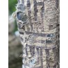 salopette Frankie in Luna Stripe Magnolia Pearl - 35