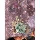 dress Starra in Sima Magnolia Pearl - 21