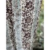 pantalon Sid (Speciality) in French Aubergine Magnolia Pearl - 5